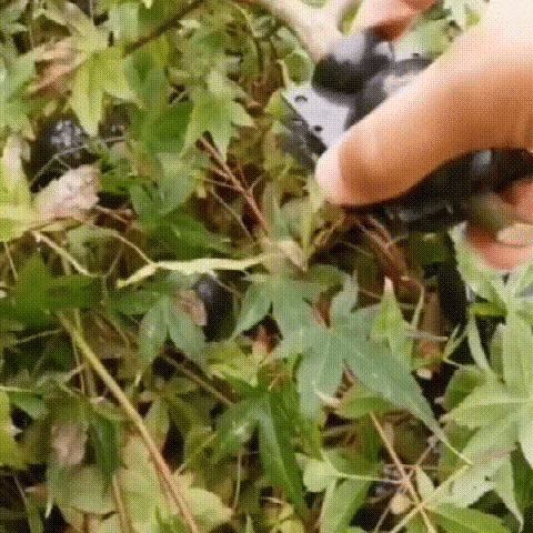 BioticGro™- Instant-Pflanzenwurzelbox