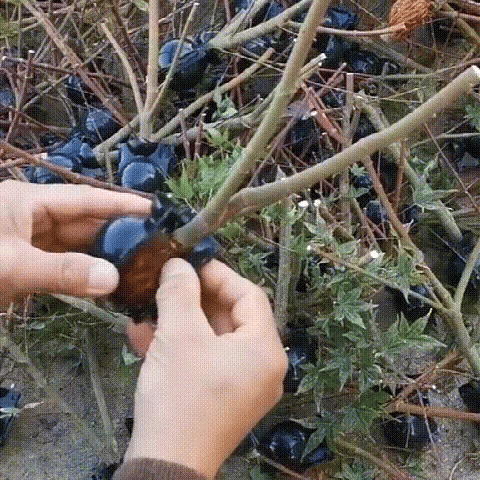 BioticGro™- Instant-Pflanzenwurzelbox